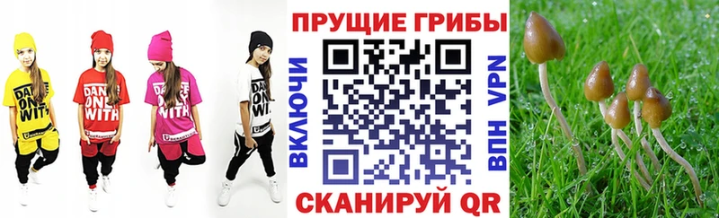 цены   Тайга  Псилоцибиновые грибы мицелий 